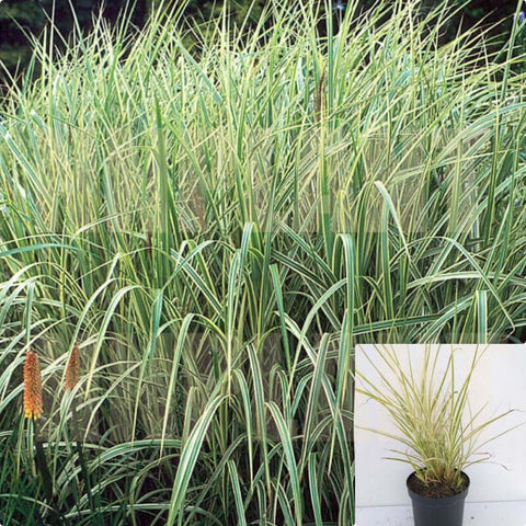 Miscanthus Sin Variegatus 5Gallon Variegated Japanese Silver Grass Live Plant Outdoor Ho7