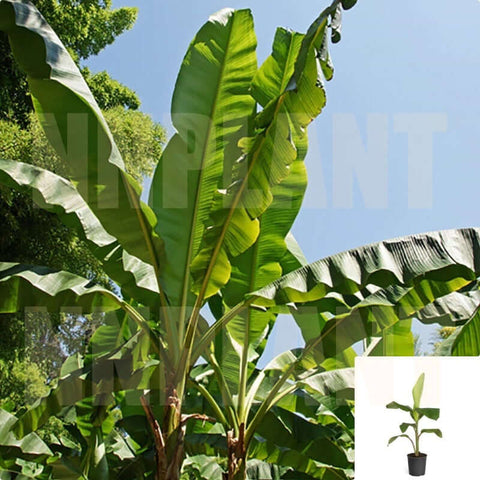 Musa Basjoo 5 Gallon Japanese Common Banana Fruit Tree Plant Ourdoor L –  NNplant