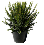 Myrtus Communis Variegata 5Gallon Myrtus Communis Compacta Variegated Variegated Dwarf Myrtle Hedge And Bushes Live Plant 5Gallon Ht7 Best