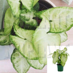 Nephthytis White Butterfly Plant 1Gallon Pot Syngonium Podophyllum White Butterfly Plant Arrowhead Vine Plant Hanging Ht7