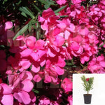 Nerium Oleander Cherry Ripe Bush 5Gallon Cherry Ripe Oleander Plant Flower Live Plant Gg7