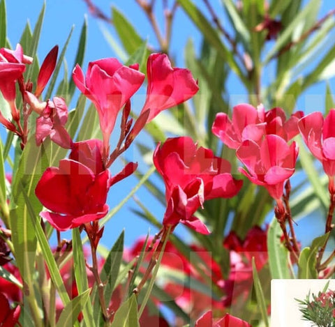 10 Cuttings Nerium Little Red Oleander dark - Red Flower Live Plant Not Rooted