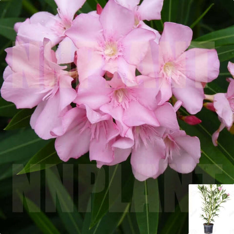 Nerium Oleander Single Pink 5 Gallon Single Oleander Plant Flower Live Plant Gr7