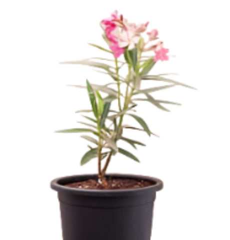 Nerium Single Pink 1Gallon Nerium Oleander Plant Flower Hedge Shrub Live Plant Ho7