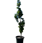 Nyssa Sylvatica Plant Blackgum Plant Black Gum Plant Black Tupelo 5Gallon Live Plant Outdoor Fr7