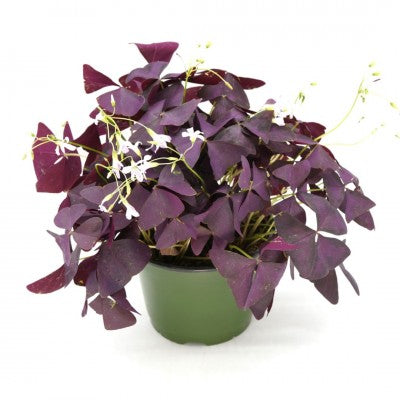Oxalis Triangularis Plant  Plant False Shamrock Purple Shamrock Purple Wood Sorrel  Live Plant Ht76in 1Gallon