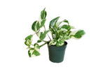 Pothos pearl and jade Epipremnum Aureum Good In Low Light Pear And Jade Pothos 4in pot ht7