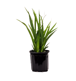 Iris Pacific Coast Purple 1 Gallon Plant Pch Flower Ho7