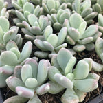 3 Cuttings Pachyphytum Glutinicaule Agavaceae Succulent Round Baby Succulent Plant Not Rooted