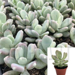 Pachyphytum Glutinicaule Agavaceae Succulent Drought Tolerant 4Inches Pot Round Baby Succulent Drought Tolerant Li Ht7 Best