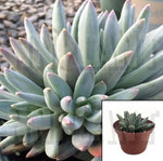 Pachyphytum Hookeri Agavaceae Succulent Drought Tolerant 4Inches Pot Spike Green Blue Succulent Drought Tolerant Live ht7