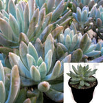 Pachyphytum Longifolium Agavaceae Succulent Drought Tolerant 4Inches Pot Houseplant Succulent Drought Tolerant Live Ht7 Best