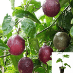 Passiflora Edulis Possum Purple 5Gallon Passion Flower Family Plant Outdoot Live Plant Ho7