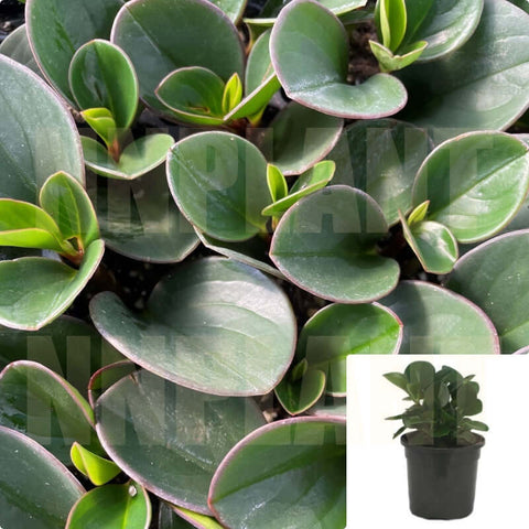 Peperomia Green Peperomia Obtusifolia Baby Rubber 4Inches Pot Houseplant Indoor Live Plant Ht7 Best