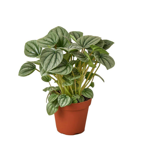 Peperomia Griseoargentea Plant 6Inches Ivy Peperomia Ivy Leaf Peperomia Plant House live plant Ht7