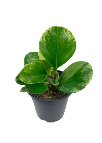 Peperomia Marble Plant 4Inches American Rubber Plant Baby Rubber Plant House live plant Ht7 Best