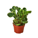 Peperomia Marble Plant 6Inches American Rubber Plant Baby Rubber Plant House live plant Ht7 Best
