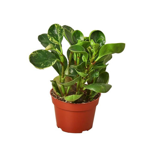 Peperomia Marble Plant 6Inches American Rubber Plant Baby Rubber Plant House live plant Ht7 Best