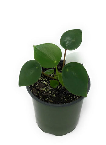 Peperomia Polybotrya Plant 4Inches Coin Leaf Peperomia Plant House live plant Ht7 Best