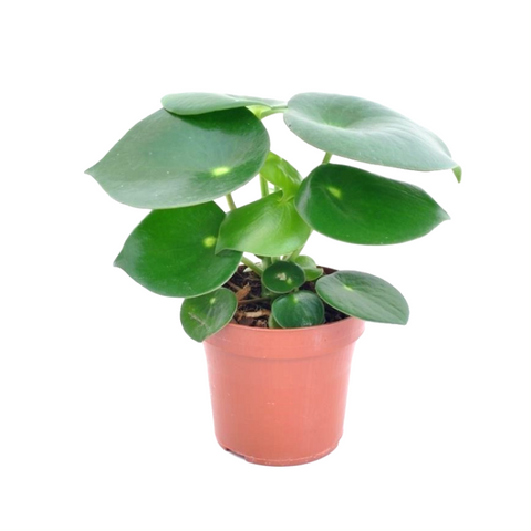 Peperomia Polybotrya Plant 6Inches Coin Leaf Peperomia Plant House live plant Ht7 Best