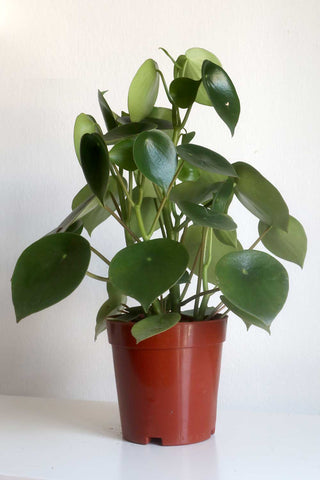 Peperomia Scandens Variegated plant Cupid Peperomia Plant Indoor