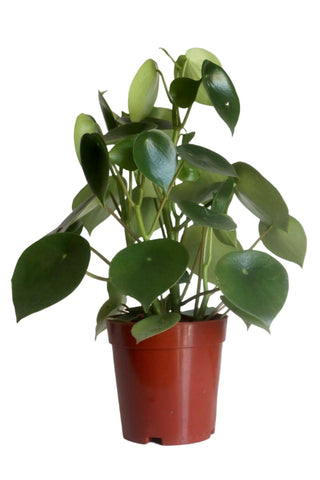 Peperomia Raindrop 18-28Inches 2 Gallon Coin Leaf Peperomia Peperomia Polybotrya Plant Foliage Live Plant Ht7