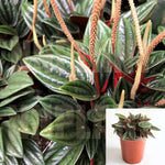 Peperomia Rosso 4Inches Pot Houseplant Emerald Ripple Pepper Radiator Plant