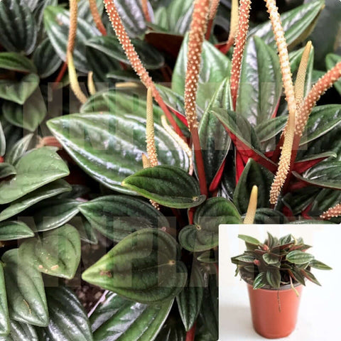 Peperomia Rosso 4Inches Pot Houseplant Emerald Ripple Pepper Radiator Plant