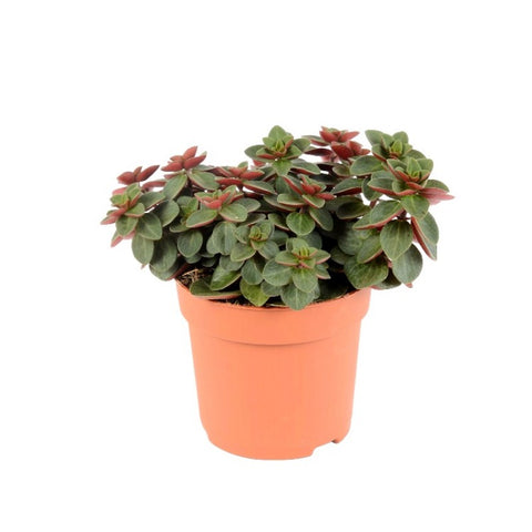 Peperomia Rubella Plant 6Inches Itsy Bitsy Peperomia Plant House live plant Ht7 Best