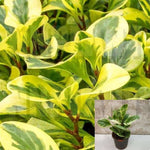 Peperomia Variegated 4Inches Peperomia Obtusifolia Variegated Baby Rubber Radiator Yellow ht7 best Live Plant