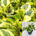 Peperomia Obtusifolia Yellow American Rubber Plant Or Pepper Face Plant Radiator Yellow White 6Inches Plant Varieg