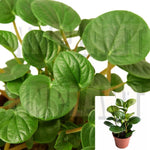 Peperomia Thail 4Inches Pot Houseplants Peperomia Radiator live plant Ht7 Best