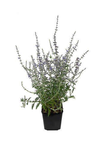 Perovskia Atriplicifolia 1Gallon Purple Flower Russian Sage Plant Salvia Yangii Russian Mr7