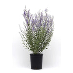 Perovskia Atriplicifolia Russian Sage Blue 5Gallon Salvia Yangii Russian Sage Blue Live Plant Ht7