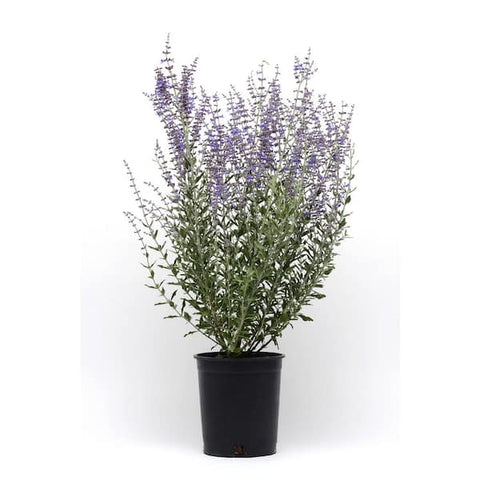 Perovskia Atriplicifolia Russian Sage Blue 5Gallon Salvia Yangii Russian Sage Blue Live Plant Ht7