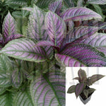 Purple Shield 4inches Plant Strobilanthes Pesian Silver Purple Pot Live Plant Ht7