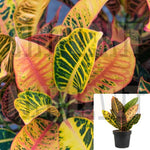 Petra Croton Codiaeum Vareigatum Foliage 1 Gallon Croton Garden Croton Puding Joseph Live Plant Ht7