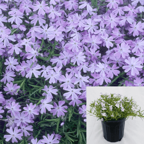 Phlox Subulata Emerald Blue Plant 6Inches Pot Creeping Phlox Moss Live Plant
