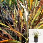 Phormium Tom Thumb 1Gallon Phormium Tom Thumb 1Gallon Tom Thumb