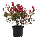 Photinia Fraseri Plant Photinia Fraseri Fraser Photinia Plant Red Tip Photinia Fraser Red Leaves Photinia Live Plant 5Gallon Ht7 Best