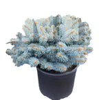Picea Pungens Globosa 5 Gallon Pun Plant Colorado Spruce Live Plant Outdoor Tree Gr7