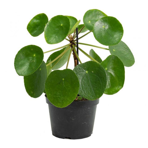 Pilea Peperomioides Plant 6Inches Pot Chinese Money Plant Indoor Live Plant Premium Ht7 Best