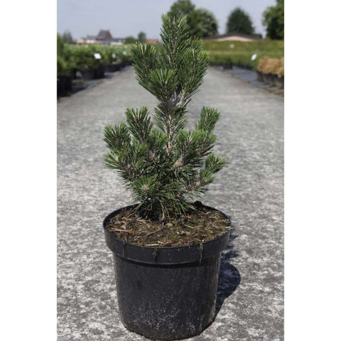 Pinus Thunbergii 1Gallon Japanese Black Pine Japanese Pine Tree  Live Plant Mr7
