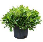 Pittosporum Tobira Variegata Plant Mock Orange Variega 5Gallon A+ Mat Live Plant Mr7