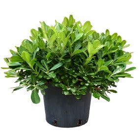 Pittosporum Tobira Variegata Plant Mock Orange Variega 5Gallon A+ Mat Live Plant Mr7