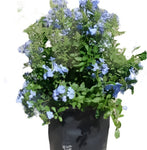 Plumbago Royal Cape 5Gallon A+ Cape Leadwort Cape Plumbago Leaderwort Pumbago Du Cap Plumbago Cap Live Plant Fr7