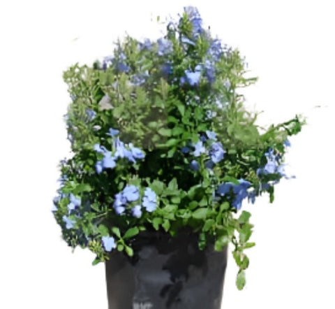 Plumbago Capensis Royal Blue 5Gallon Plumbago Capensis Royal Blue Plant Cape Plumbago 5Gallon A+ Live Plant Mr7