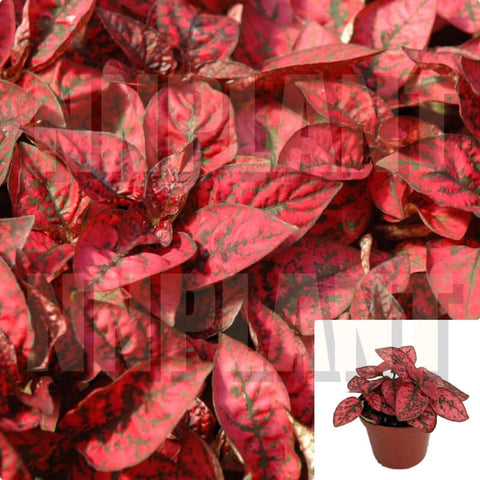 Polka Dot Red 4Inches Hypoestes Phyllostachya Plant Perennial Live Plant Ht7 Best