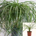 Ponytail Palm Plant Rare Plant Pot Beaucarnea Recurvata Premium Plant Indoor 4Incheslive Plant Round Base Palm Pl