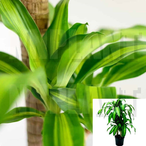 Corn Cane Plant 14Inches Pot Dracaena Fragrans Plant 3.5 5Ft Corn Or Cornstalk Plant Indoor